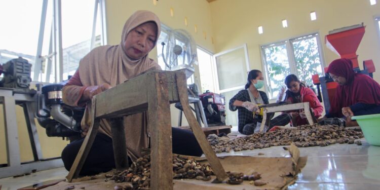 📷 Dengan SOP produksi yang ketat, karyawan UMKM Songgajah menyeleksi kacang mete dengan teliti dengan prngawasan langsung dari pemilik usaha. (Ty).