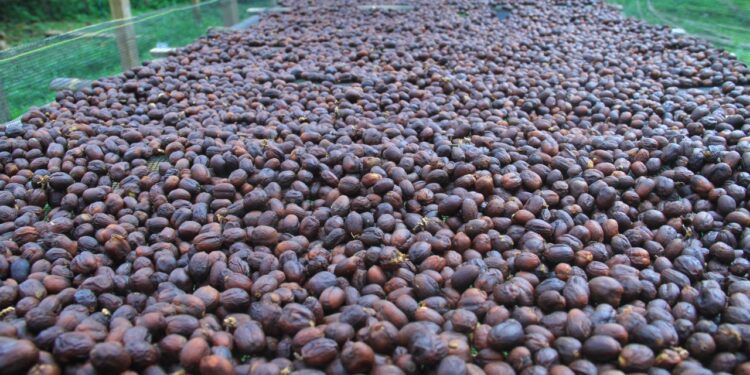 📷 Biji Kopi Tambora dijemur untuk mendapatkan produk turunan kopi yang berkualitas. (Om).
